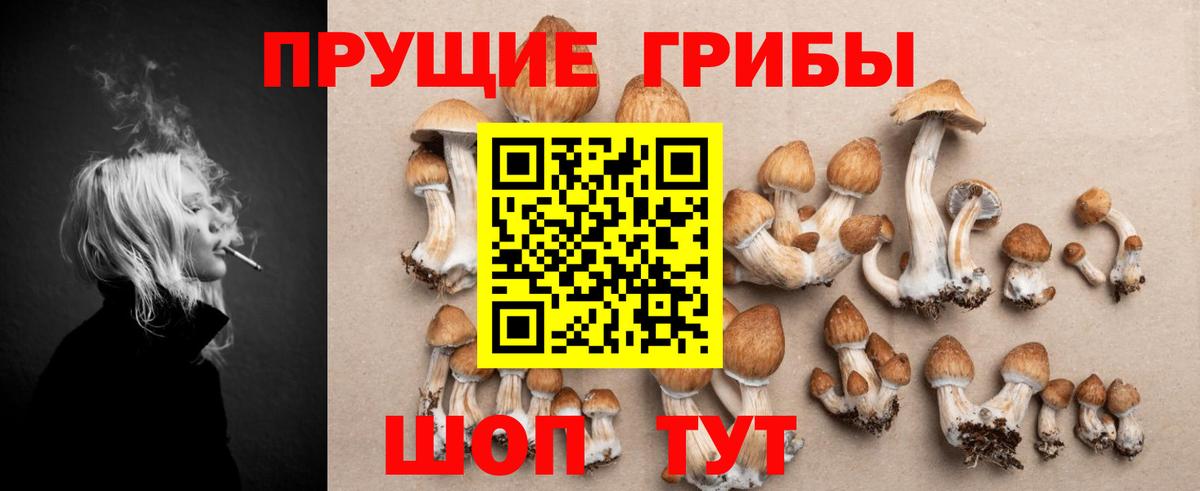 Псилоцибиновые грибы Psilocybe Лесосибирск